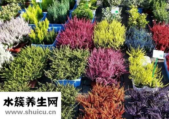 麦饭石是什么