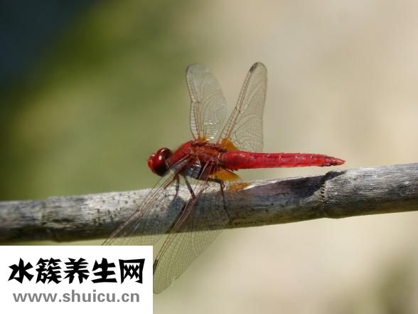 脸上长痘痘该怎么办