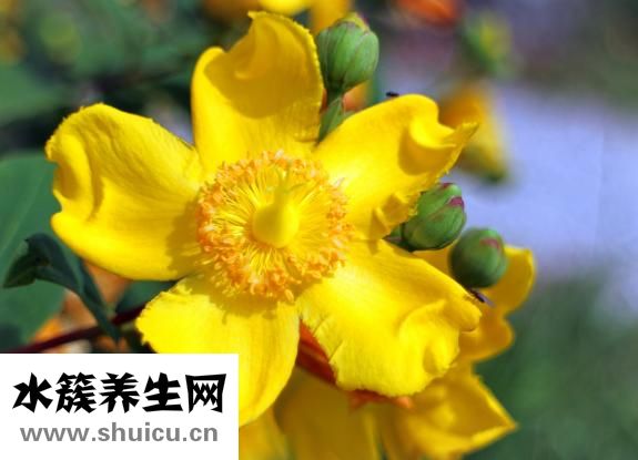 金丝熊吃什么