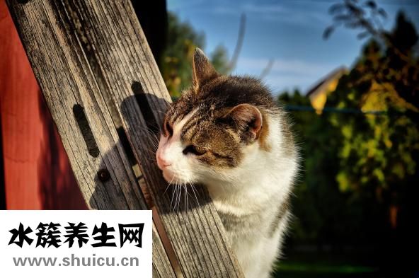 晚上老失眠怎么办