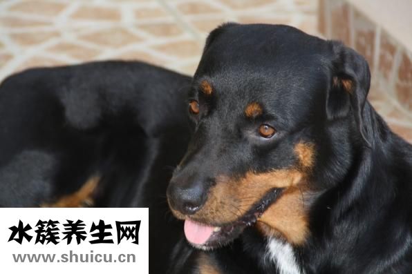 气喘怎么办