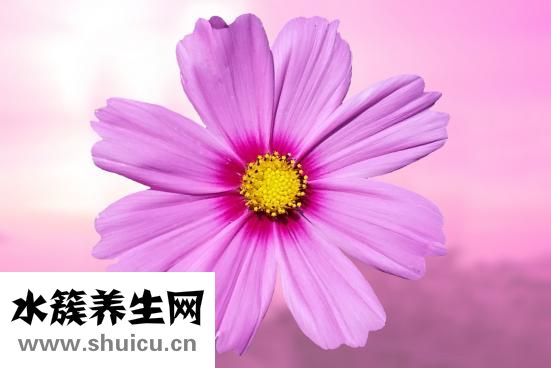 剪什么发型好看