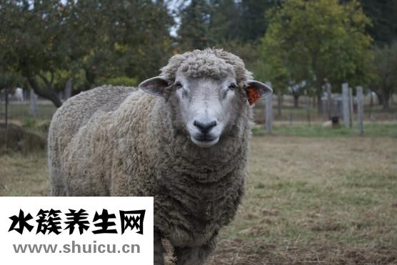狗肉怎么做才能壮阳