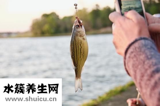 炖鱼怎么做