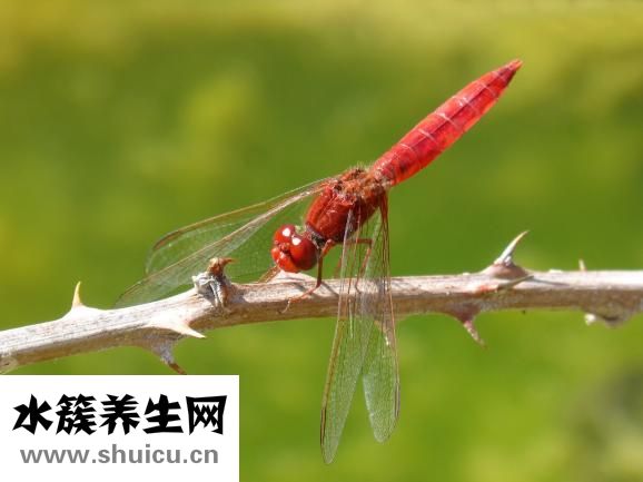 脸上长青春痘怎么办