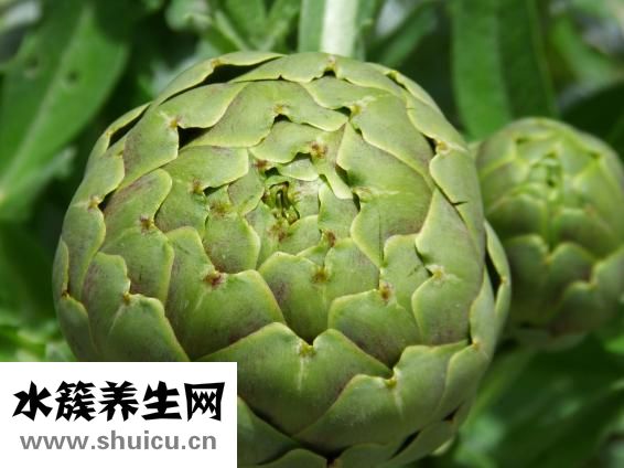 芦荟怎么浇水