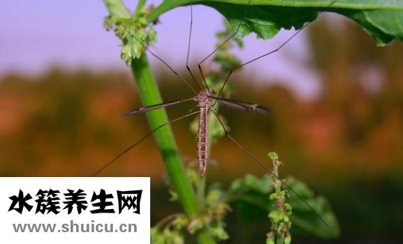 登革热是什么病