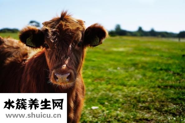 怎么选择奶粉