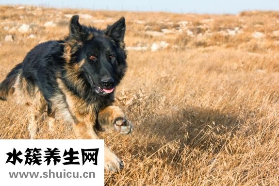 狗宝是什么