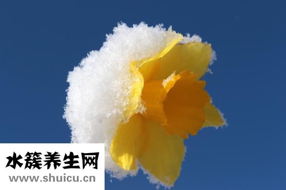 荷花象征着什么