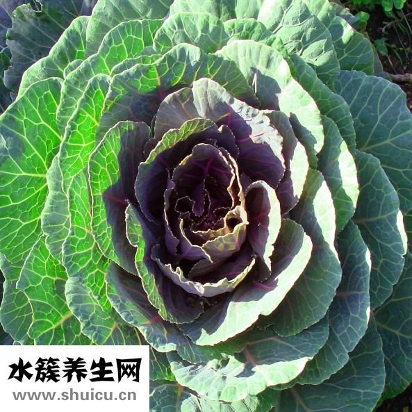 葱白是什么