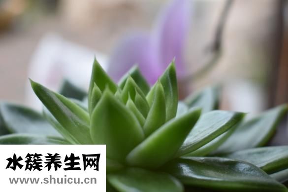 怎么蒸鸡蛋糕