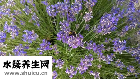 如何去除祛斑