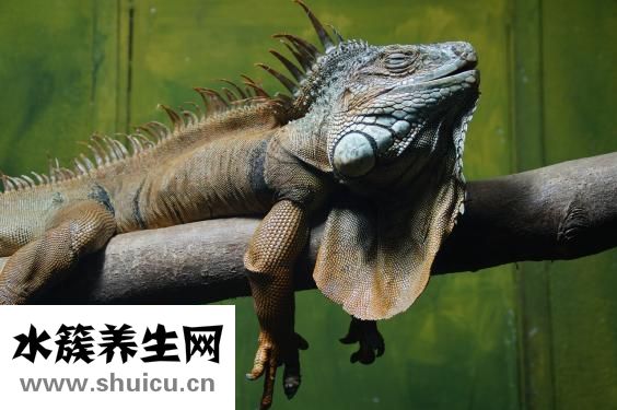 失眠吃什么中药