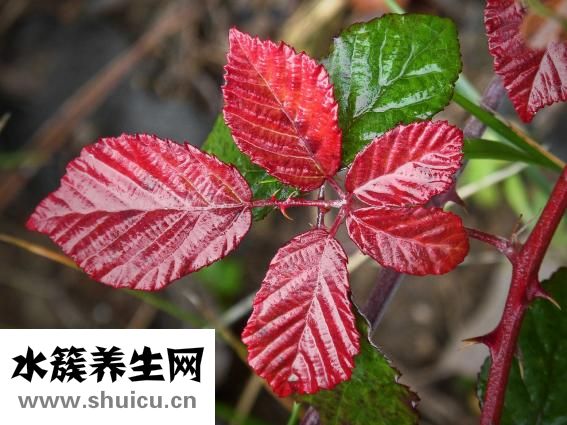 艾叶有什么功效