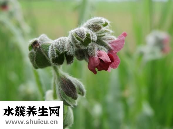 舌头发白是怎么回事