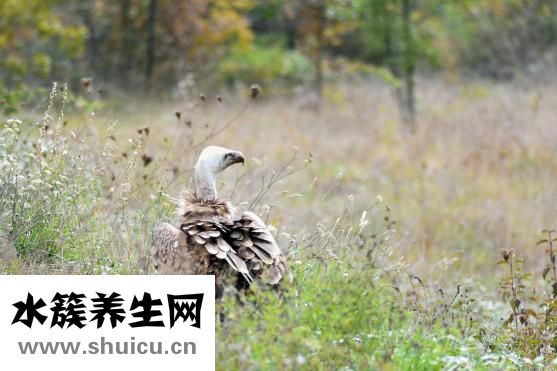 清道夫鱼吃什么