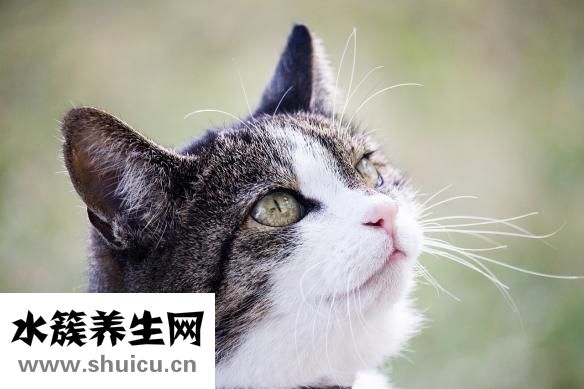 胎记怎么去掉