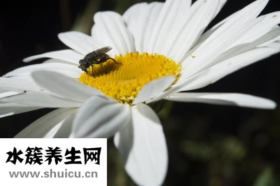 蜜粉是什么