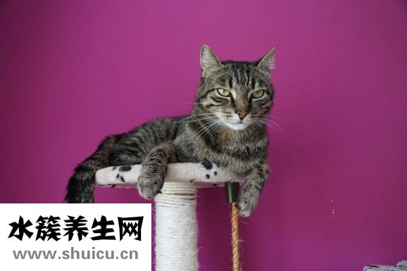 怀孕多少天能做人流
