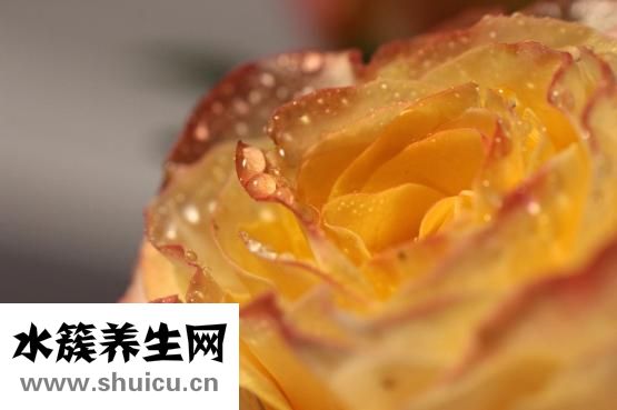 河蟹怎么吃