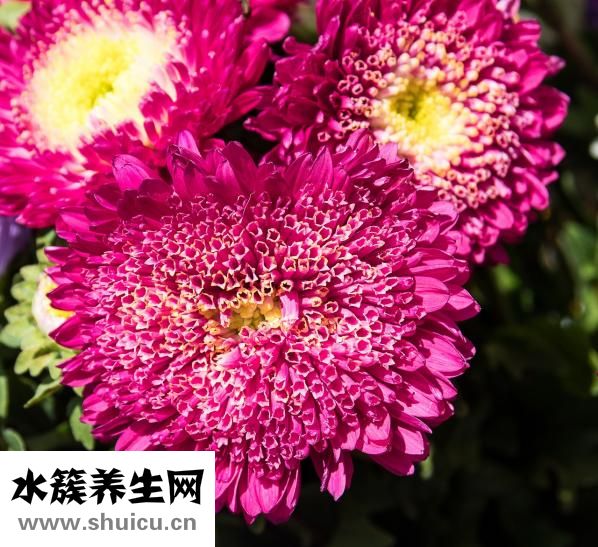 金毛犬怎么养