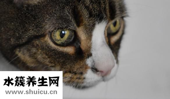 吃什么蔬菜对眼睛好