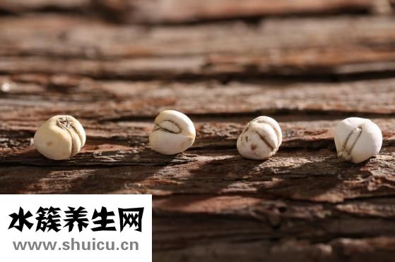 贝母是什么