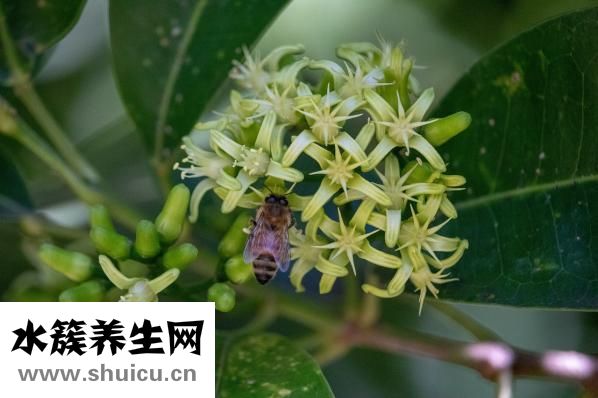 眼袋太大怎么办