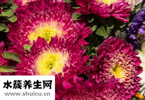 莲花什么时候开