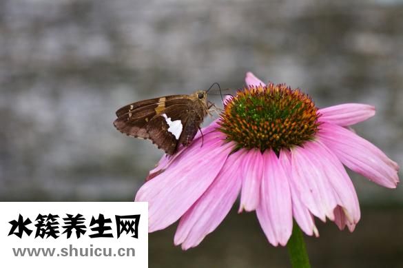 白癜风有什么症状