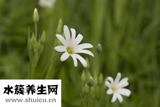 康乃馨的花语是什么