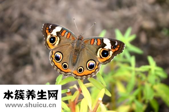 脸上长斑怎么去除