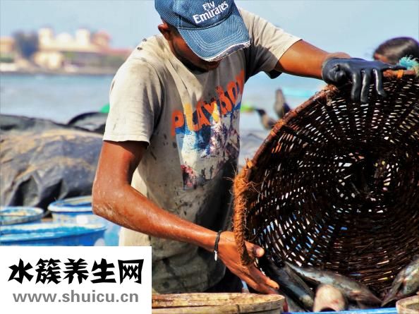杨梅什么时候成熟