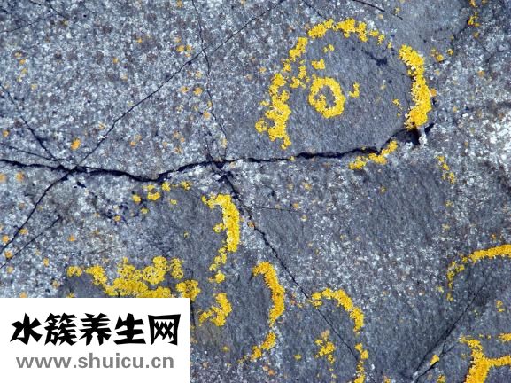 海苔是什么