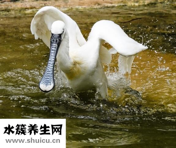 油耳屎有腋臭怎么办