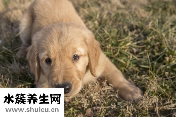 金毛犬怎么养