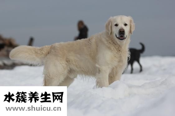 金毛犬怎么养