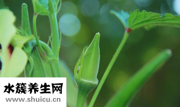 糊精是什么