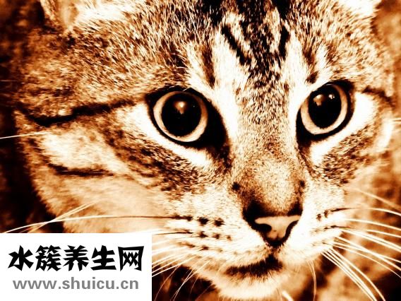 如何去眼纹