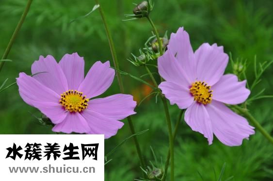 莲花什么时候开