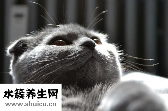 鱼鳔是什么