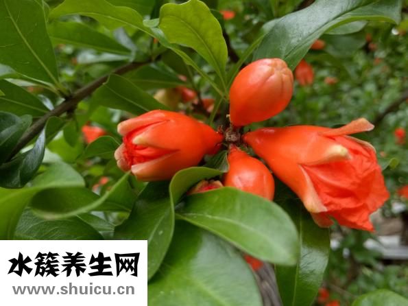 石榴花怎么养