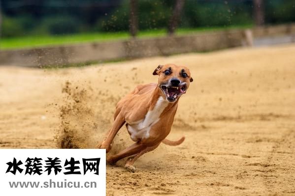 怕狗怎么办