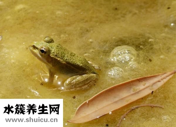海苔是什么
