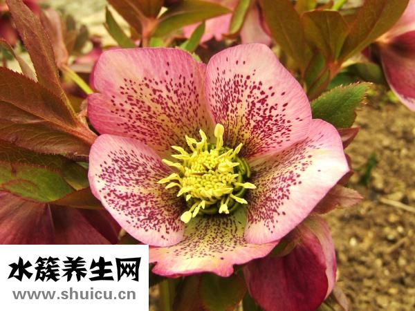 眼袋太大怎么办