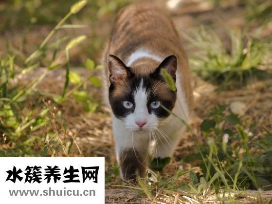 阳虚体质如何调理