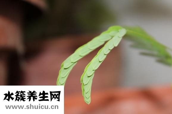更年期出汗吃什么药