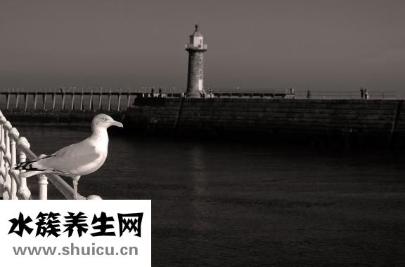 骨质疏松吃什么