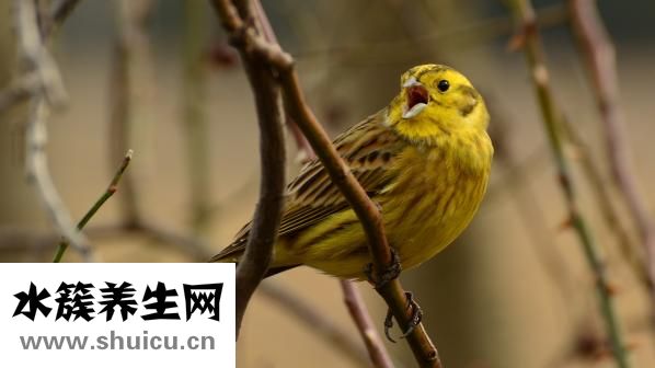 西麦燕麦片怎么样